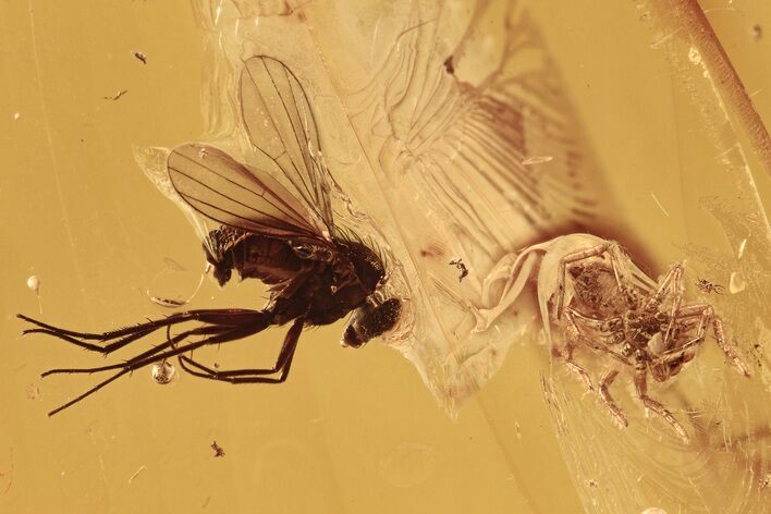 Detailed Fossil Jumping Spider and Fly in Baltic Amber #288500
